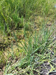 Poa eminens