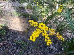 Acacia leichhardtii