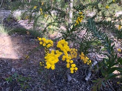 Acacia leichhardtii