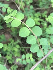 Symphoricarpos microphyllus