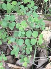 Symphoricarpos microphyllus