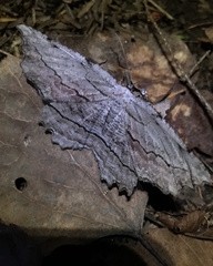 Lytrosis