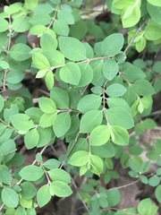 Symphoricarpos microphyllus