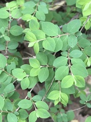 Symphoricarpos microphyllus