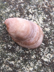 Crepidula onyx