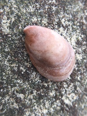 Crepidula onyx