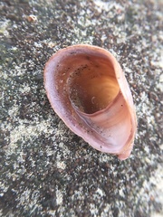 Crepidula onyx