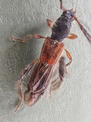 Molorchus longicollis