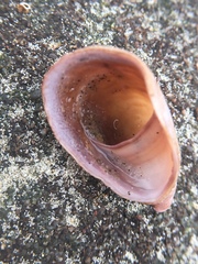 Crepidula onyx
