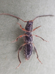 Molorchus longicollis