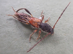 Molorchus longicollis