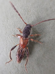 Molorchus longicollis