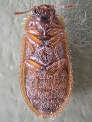 Eronyxa pallida