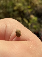 Homaemus bijugis