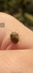 Homaemus bijugis