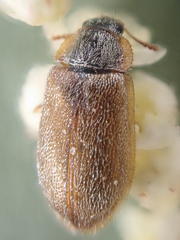 Eronyxa pallida