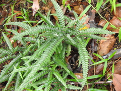 Adiantum hispidulum hispidulum