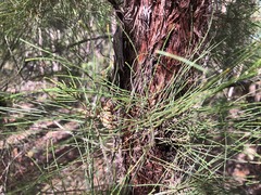 Allocasuarina inophloia