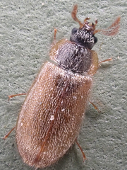 Eronyxa pallida