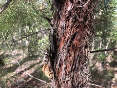Allocasuarina inophloia