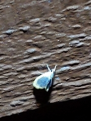 Glaphyria fulminalis