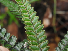 Adiantum hispidulum hispidulum