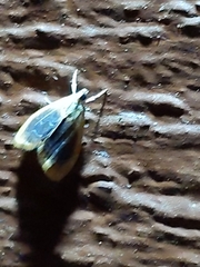 Glaphyria fulminalis