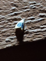 Glaphyria fulminalis