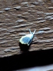 Glaphyria fulminalis