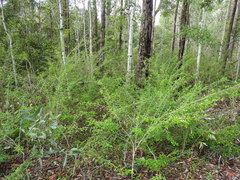 Synostemon albiflorus