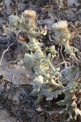Cirsium rhothophilum