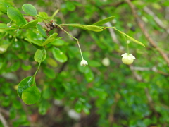 Synostemon albiflorus