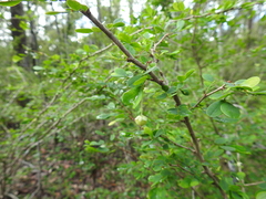Synostemon albiflorus