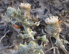 Cirsium rhothophilum