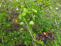Synostemon albiflorus