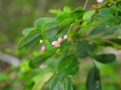 Synostemon albiflorus