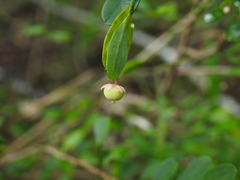 Synostemon albiflorus