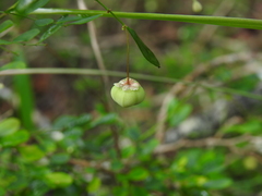 Synostemon albiflorus