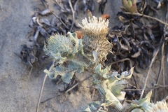 Cirsium rhothophilum