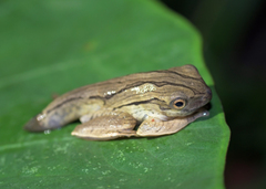 Polypedates otilophus