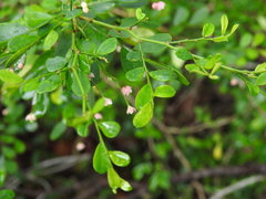 Synostemon albiflorus