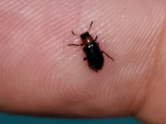 Loedelia maculicollis