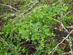 Synostemon albiflorus