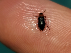 Loedelia maculicollis