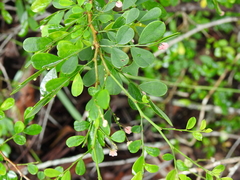 Synostemon albiflorus