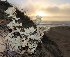 Cirsium rhothophilum
