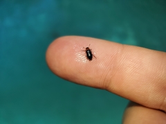 Loedelia maculicollis