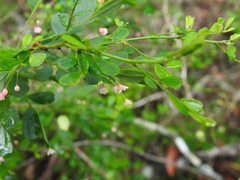 Synostemon albiflorus