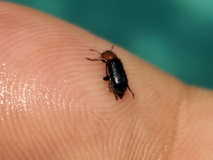 Loedelia maculicollis