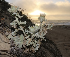 Cirsium rhothophilum